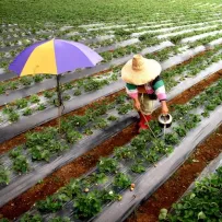 Photo by Samuel de Leon, 2008 CGAP Photo Contest. Strawberry farm in the Philippines.